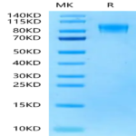 Rat PDGF R beta/CD140b Protein (PGF-RM1RB)
