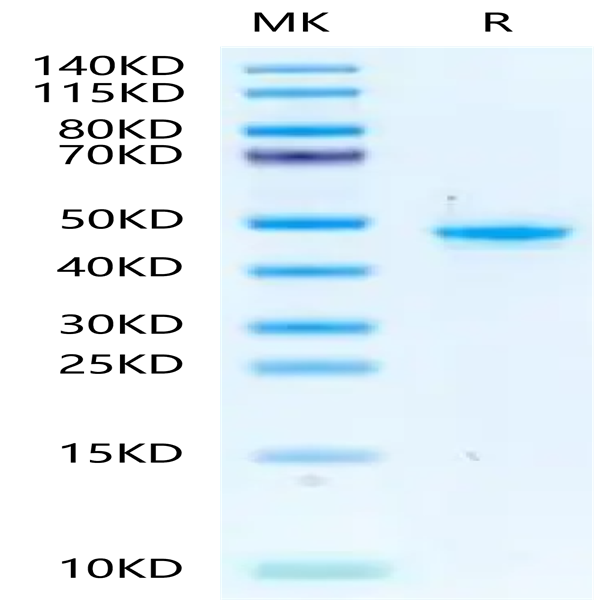 Mouse PGK1 Protein (PGK-MB101) Mouse PGK1 Protein (PGK-MB101)
