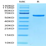 Mouse P4HB Protein (PHB-MM101)