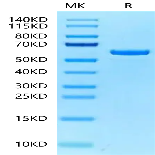 Mouse P4HB Protein (PHB-MM101)