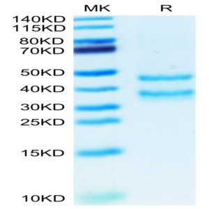Mouse PK-1/PROK1 Protein (PK1-MM201)