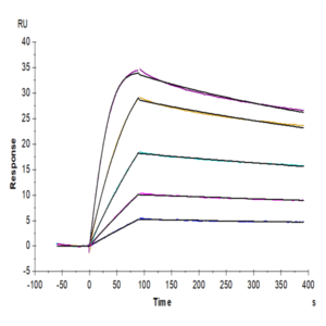 Cynomolgus PLAU/uPA Protein (active form) (PLA-CM101)