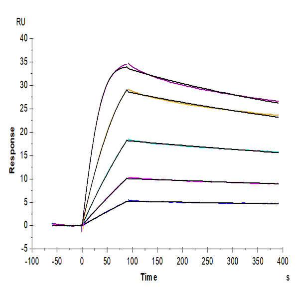 Cynomolgus PLAU/uPA Protein (active form) (PLA-CM101) Cynomolgus PLAU/uPA Protein (active form) (PLA-CM101)
