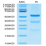 Cynomolgus PLAU/uPA Protein (active form) (PLA-CM101)
