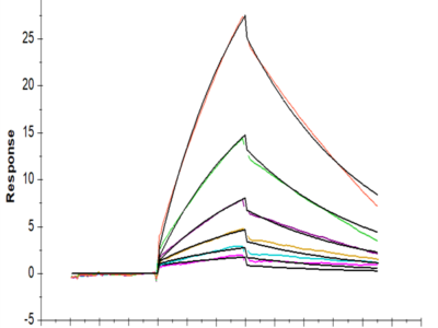 Mouse PLAU/uPA Protein (PLA-MM401)