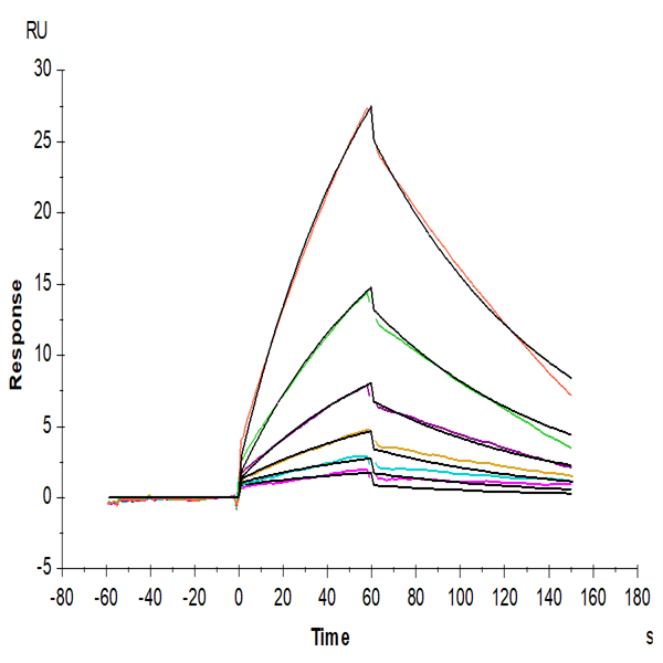 Mouse PLAU/uPA Protein (PLA-MM401) Mouse PLAU/uPA Protein (PLA-MM401)