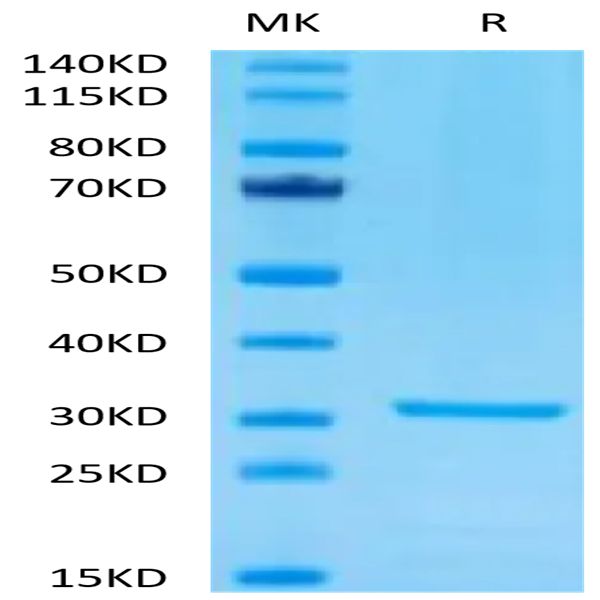 Mouse PLAU/uPA Protein (PLA-MM401)