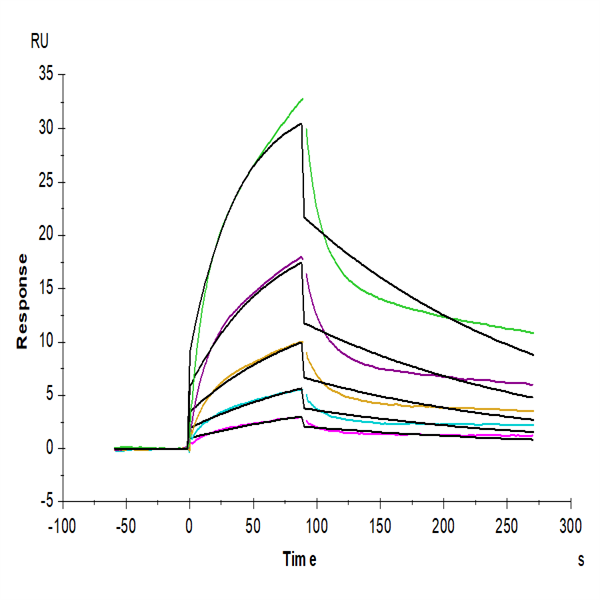 Biotinylated Mouse PLAU/uPA Protein (PLA-MM401B) Biotinylated Mouse PLAU/uPA Protein (PLA-MM401B)