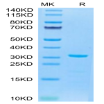 Biotinylated Mouse PLAU/uPA Protein (PLA-MM401B)