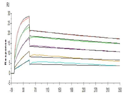 Human PRLR Protein (PLR-HM101)