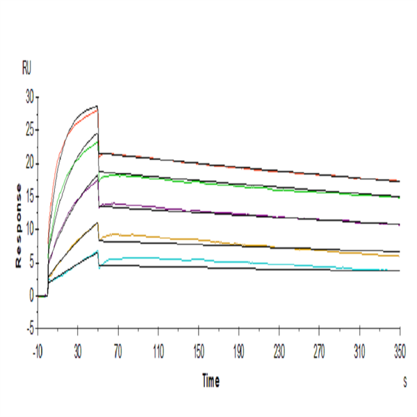 Human PRLR Protein (PLR-HM101)