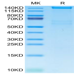 Human PLXNA1 Protein (PLX-HM101)