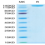Mouse PLXNA1 Protein (PLX-MM101)