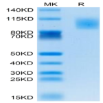 Human PODXL2 Protein (POD-HM1L2)