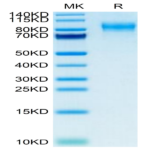 Mouse PODXL2 Protein (POD-MM1L2)
