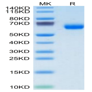 Human PILRA Protein (PRA-HM201)