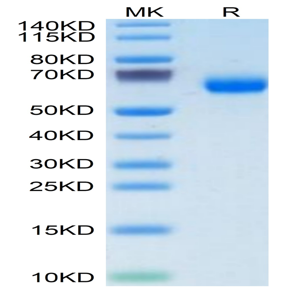 Human PILRA Protein (PRA-HM201)
