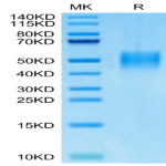 Mouse PILRA Protein (PRA-MM101)