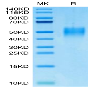 Mouse PILRA Protein (PRA-MM101)