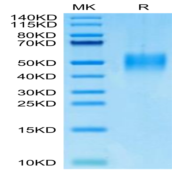 Mouse PILRA Protein (PRA-MM101)