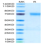 Mouse PILRA Protein (PRA-MM201)