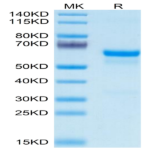 Mouse PRNP Protein (PRP-MM201)