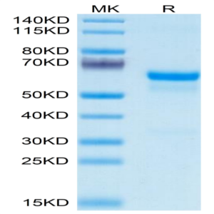 Mouse PRNP Protein (PRP-MM201)