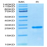 Cynomolgus PS20 Protein (PS2-CE120)