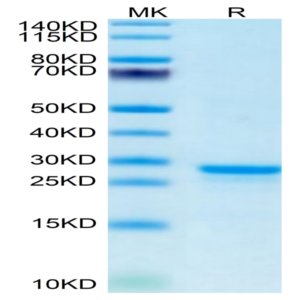 Mouse PS20 Protein (PS2-ME120)