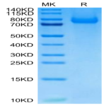 Cynomolgus PSGL-1 Protein (PSG-CM162)