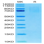 Mouse PSGL-1 Protein (PSG-MM162)