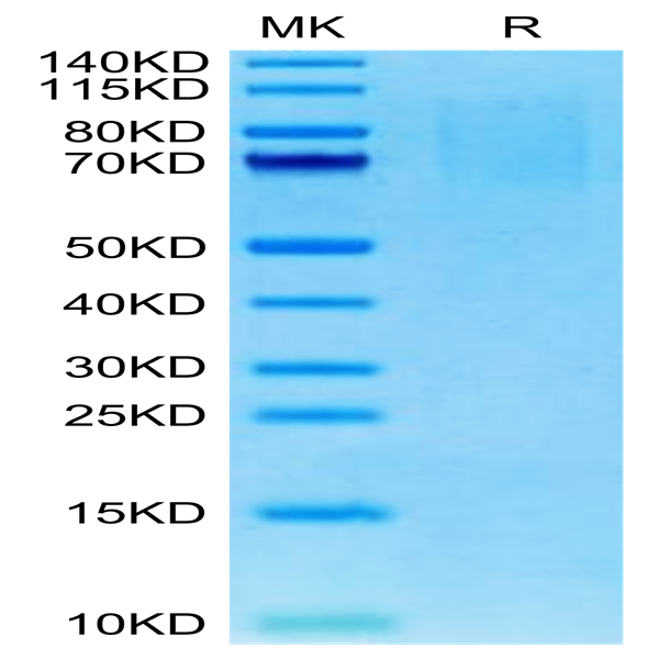 Mouse PSGL-1 Protein (PSG-MM162)