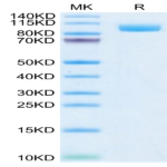 Biotinylated Cynomolgus PSMA/FOLH1 Protein (Primary Amine Labeling) (PSM-CM110B)
