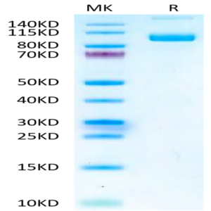 Mouse PSMA/FOLH1 Protein (PSM-MM110)