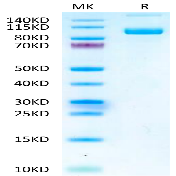 Mouse PSMA/FOLH1 Protein (PSM-MM110)