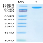 Biotinylated Mouse PSMA/FOLH1 Protein (Primary Amine Labeling) (PSM-MM110B)