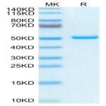 Mouse PTN Protein (PTN-MM201)