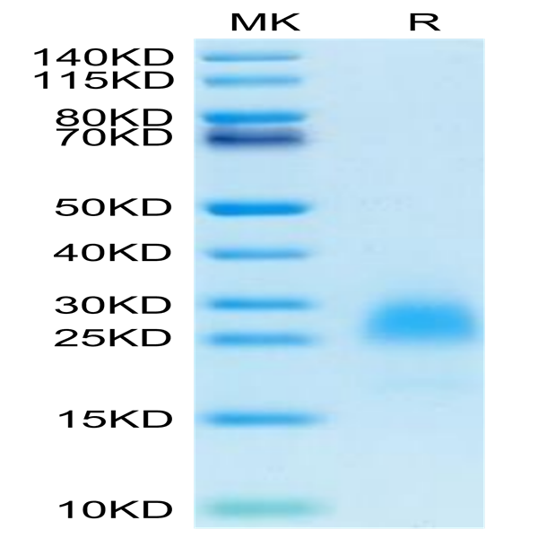 Cynomolgus PVRIG Protein (PVR-CM101)