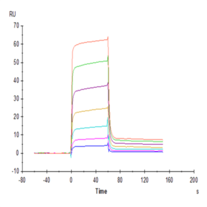 Cynomolgus PVRIG Protein (PVR-CM401)