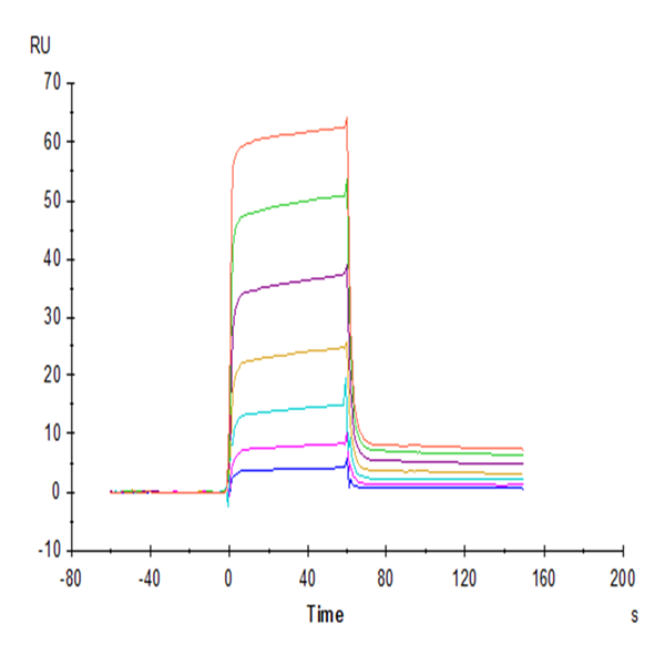Cynomolgus PVRIG Protein (PVR-CM401) Cynomolgus PVRIG Protein (PVR-CM401)