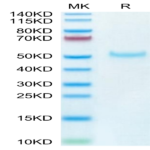 Cynomolgus PVRIG Protein (PVR-CM401)
