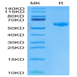 Mouse PVRIG Protein (PVR-MM501)