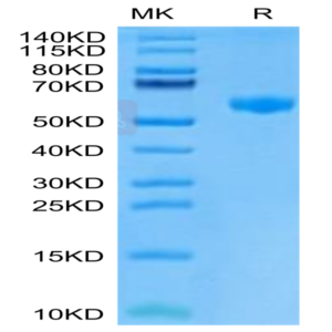 Mouse PVRIG Protein (PVR-MM501)