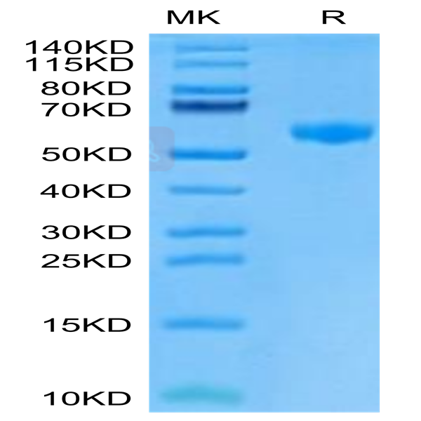 Mouse PVRIG Protein (PVR-MM501)