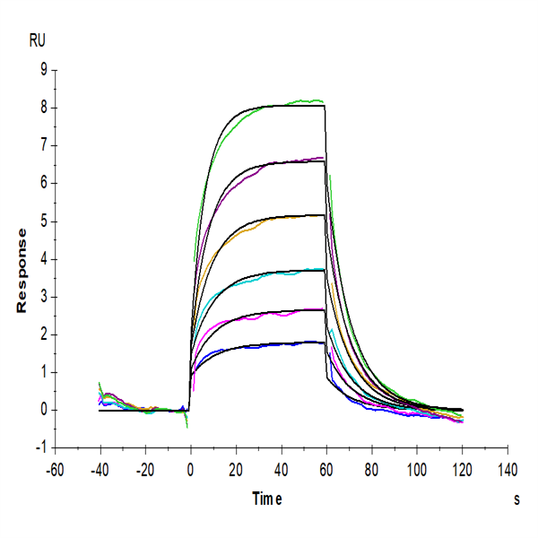 Biotinylated Mouse PVRIG Protein (PVR-MM501B) Biotinylated Mouse PVRIG Protein (PVR-MM501B)