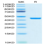 Mouse RETN Protein (RET-MM201)