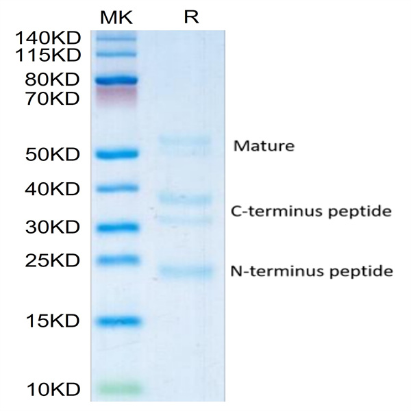 Human RGM-C Protein (RGM-HM10C)