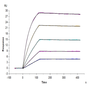 Human RANKL/TNFSF11/CD254 Protein (RKL-HM001)