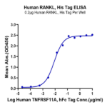 Human RANKL/TNFSF11/CD254 Protein (RKL-HM101)