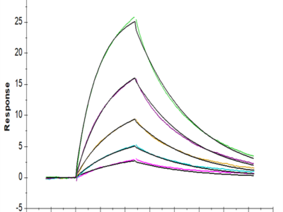 Human RNF43 Protein (RNF-HM143)